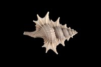 藏品(小翼法螺)的圖片